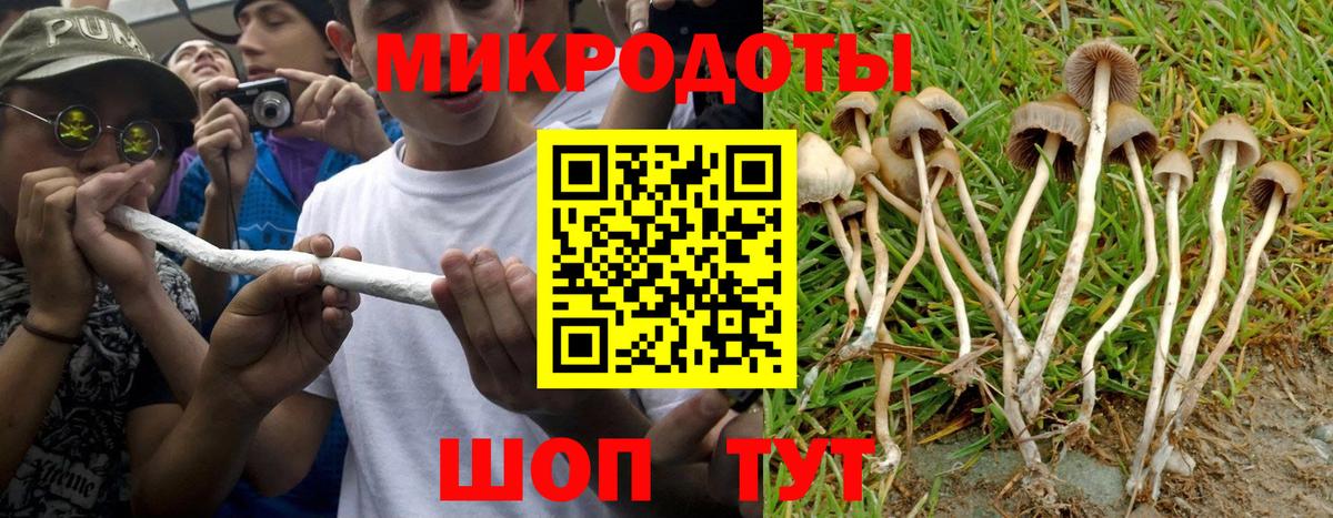 Псилоцибиновые грибы Cubensis Кандалакша